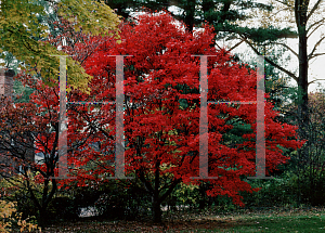 Picture of Acer palmatum 