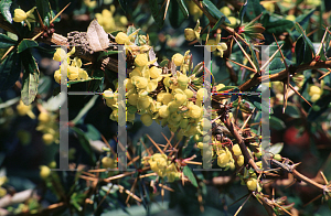 Picture of Berberis x gladwynensis 'William Penn'