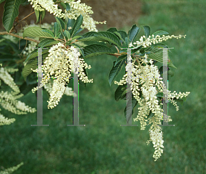 Picture of Clethra barbinervis 