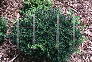 Picture of Buxus microphylla 