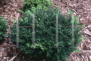 Picture of Buxus microphylla 