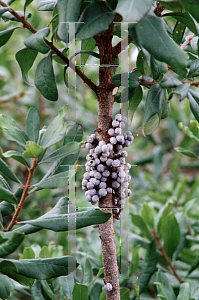 Picture of Myrica pensylvanica 