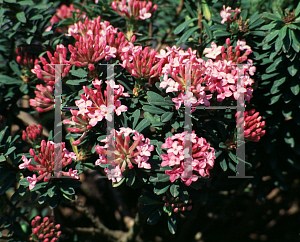 Picture of Daphne cneorum 'Ruby Glow'