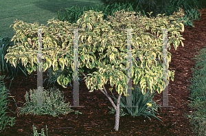 Picture of Cornus florida 'Cherokee Sunset'