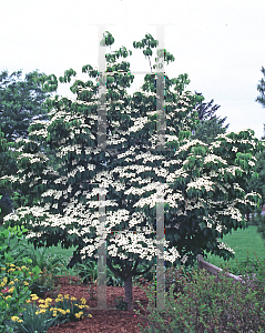 Picture of Cornus kousa 