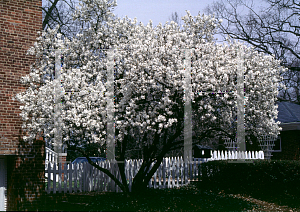 Picture of Magnolia stellata 