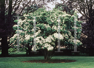 Picture of Cornus kousa 