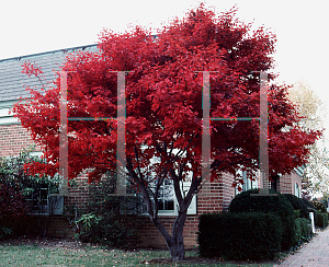 Picture of Acer palmatum 