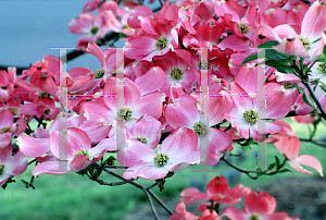 Picture of Cornus florida f. rubra 