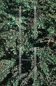 Picture of Cotoneaster horizontalis 