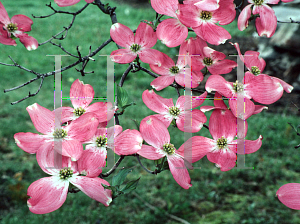 Picture of Cornus florida f. rubra 