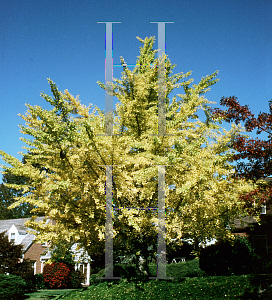 Picture of Ginkgo biloba 