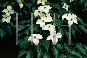 Picture of Cornus kousa 