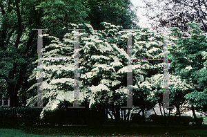 Picture of Cornus kousa 