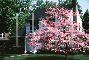 Picture of Cornus florida f. rubra 