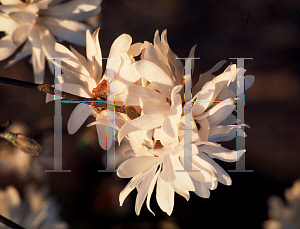 Picture of Magnolia stellata 'Leonard Russell'