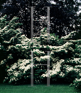 Picture of Cornus kousa 