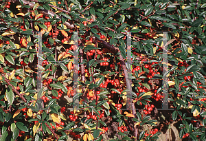 Picture of Cotoneaster salicifolius 'Repens'