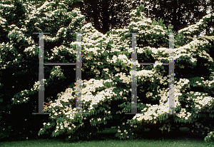 Picture of Cornus kousa 