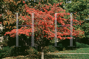 Picture of Cornus florida 