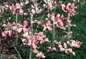 Picture of Cornus florida 'Cherokee Chief'