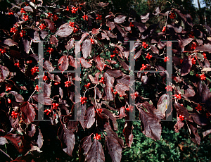 Picture of Cornus florida 