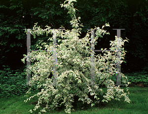 Picture of Cornus mas 'Variegata'