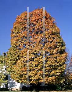 Picture of Acer platanoides 