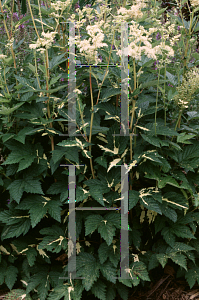 Picture of Filipendula ulmaria 'Variegata'