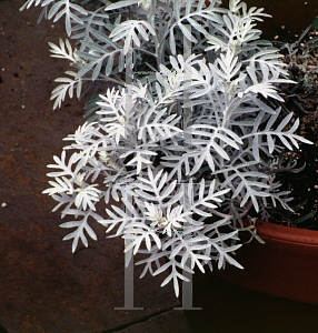 Picture of Senecio viravira 