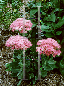 Picture of Hylotelephium spectabile 'Brilliant'