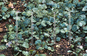 Picture of Saxifraga stolonifera 