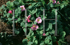 Picture of Oxalis purpurea 