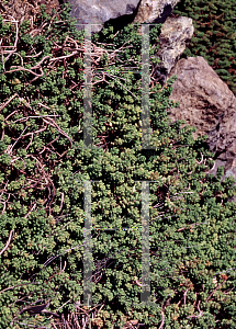 Picture of Sedum brevifolium 