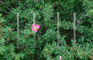 Picture of Rosa minutifolia 