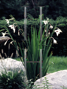 Picture of Gladiolus callianthus 