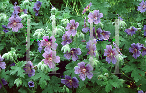 Picture of Geranium  'Johnson's Blue'