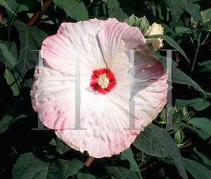 Picture of Hibiscus moscheutos 'Disco'