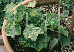 Picture of Pelargonium peltatum 'Crocodile'