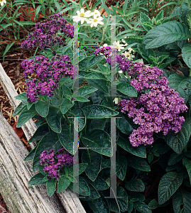 Picture of Heliotropium arborescens 'Marine'