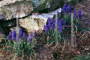 Picture of Muscari armeniacum 