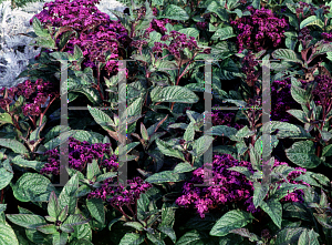 Picture of Heliotropium arborescens 'Marine'