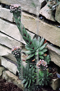 Picture of Sempervivum  