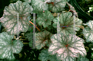 Picture of Heuchera americana 'Pewter Veil'