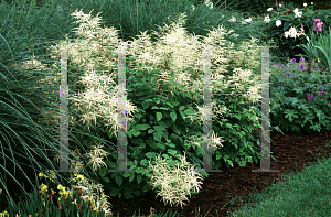 Picture of Aruncus dioicus 