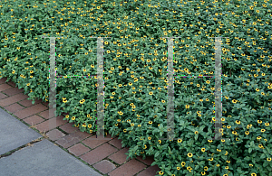 Picture of Sanvitalia procumbens 'Gold Braid'