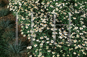 Picture of Zinnia angustifolia 'Crystal White'