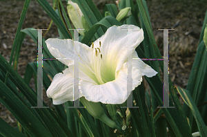 Picture of Hemerocallis  'White Temptation'