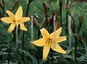 Picture of Hemerocallis  'Sooner Gold'