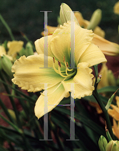 Picture of Hemerocallis  'Honest Pleasure'